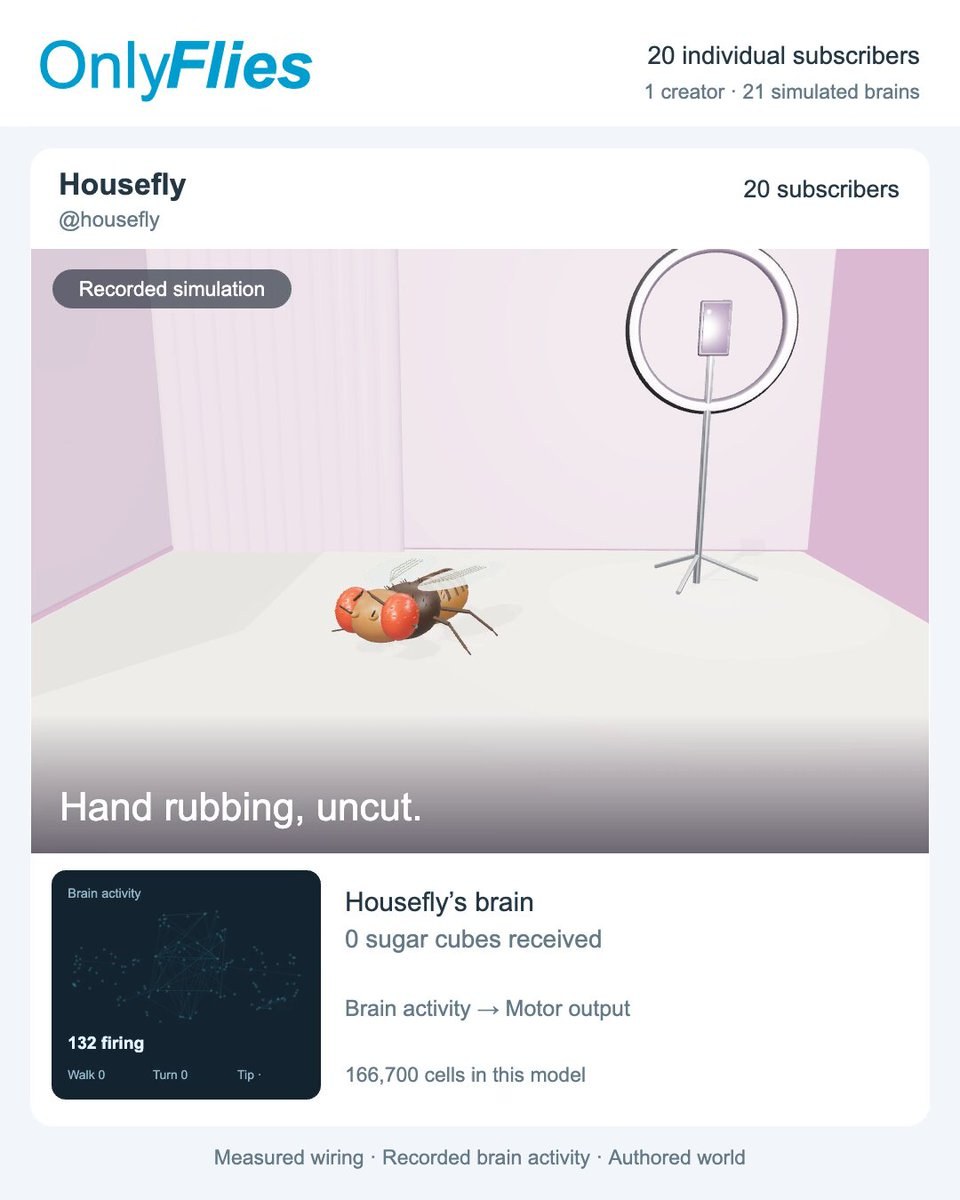 onlyflies, a real simulation of fly brains
